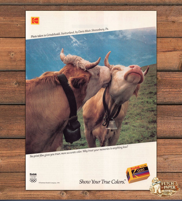 Kodak Gold Film Show True Colors Cows Switzerland Print Ad 1991 1990s