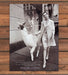 Bergdorf Goodman Black & White Model Leading Llama Print Ad 1998 1990s