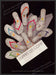 Esprit Shoes Flip Flops 1980s Print Advertisement Ad 1986 Fetch-the-Paper