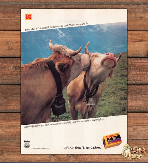 Kodak Gold Film Show True Colors Cows Switzerland Print Ad 1991 1990s
