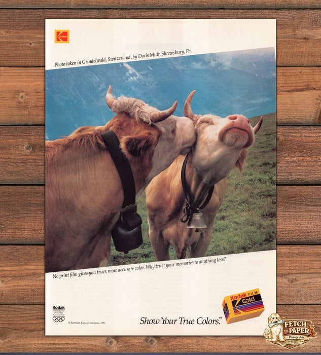 Kodak Gold Film Show True Colors Cows Switzerland Print Ad 1991 1990s