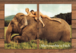 RARE Abercrombie & Fitch Bare Couple Riding Elephant Print Ad 1998 1990s (2pgs)