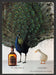 Chivas Regal 1990s Print Advertisement 1995 Peacock Duck Bird Fetch the Paper!