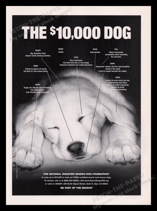 National Disaster Search Dog Foundation 2000's Print Advertisement Ad 2004 Fetch the Paper!