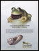 Norelco 2000s Print Advertisement Ad 2000 Fetch the Paper!
